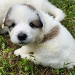 OFA Health Tested YELLOW - White and badger female Great Pyrenees puppy in Lynchburg, Tennessee from Flashlight Farmers AKC Great Pyrenees