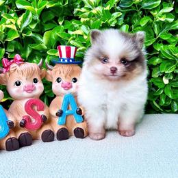 Chocolate Merle Tan Parti AKC - Chocolate merle male Pomeranian puppy in Princeton, New Jersey from PureLove Poms.