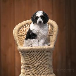 Poodle Puppies from Cityscape Moyen Poodles