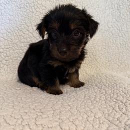 Silver collar - Black and tan male Yorkshire Terrier puppy in Enoree, South Carolina from Gone to the Dogs Kennel