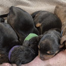 Dachshund Puppies from Lats Doxies