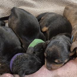 Dachshund Puppies from Lats Doxies
