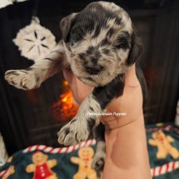 Peppermint Bark - Merle male Goldendoodle puppy in Pennsylvania from Pennsylvanian Puppies