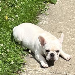 Boy 1 - French Bulldog puppy in New York from Steeprocks Bullys