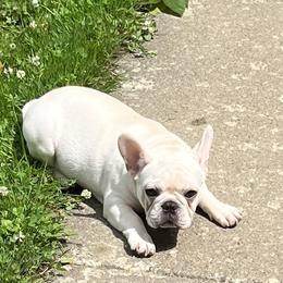 Boy 1 - French Bulldog puppy in New York from Steeprocks Bullys