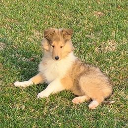 Collie Puppies from Daniel Moyer