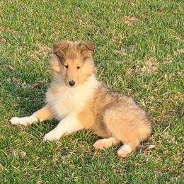 Collie Puppies from Daniel Moyer
