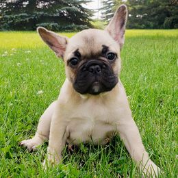 French Bulldog Puppies from Relic French Bulldogs