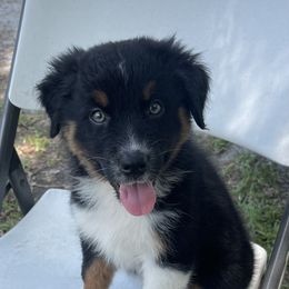 Australian Shepherd Puppies from Baker Green Hill Aussies