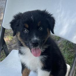 Australian Shepherd Puppies from Baker Green Hill Aussies