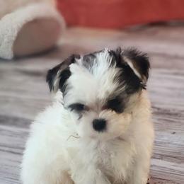 Bandit - Black & tan tri-color male Morkie puppy in The Villages, Florida from My Precious Pups