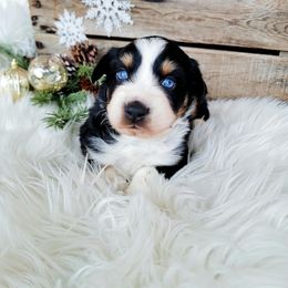 Aussiedoodle, Australian Shepherd, and Great Pyrenees Puppies from Naches Heights Ranch