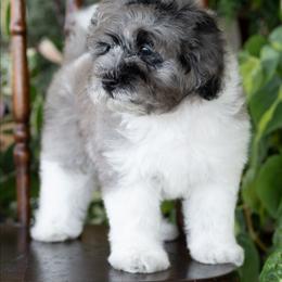 Duke Caboom - Merle male Schnoodle puppy in Grove, Oklahoma from Grand Lake Poodles & Doodles