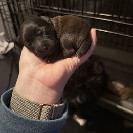 Black-Chocolate Boy - Black Yorkipoo puppy in Topeka, Kansas from Bayless Yorkiepoos