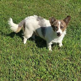 ARROW - American Corgi