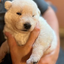 Yellow collar boy - White male Berger Blanc Suisse puppy in Millville, New Jersey from Hollybrook White Shepherds
