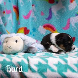 Bard - Black tri-color female Australian Shepherd puppy in Benton City, Washington from Eventide Australian Shepherds