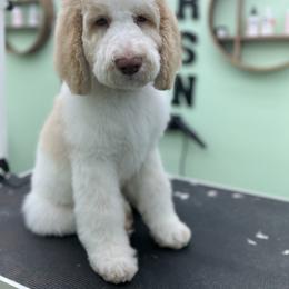 Labradoodle Puppies from Four Paws Down
