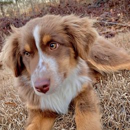 Wrangler - Miniature Australian Shepherd