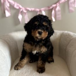 Prince Naveen - Tri-color male Bernedoodle puppy in Munster, Indiana from Miranda’s Sunshine Poodles and Doodles