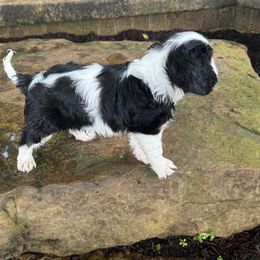 Cavalier King Charles Spaniel Puppies from Kara's Cavalier King Charles Spaniels