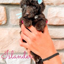 Islander - Chocolate female Goldendoodle puppy in Middletown, Ohio from Lady Doodle Farm