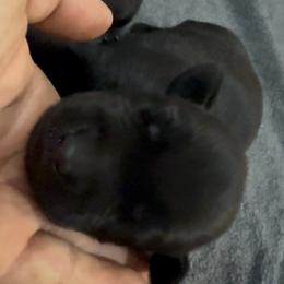 White - Black male Labrador Retriever puppy in Kinta, Oklahoma from Beaver Creek Kennels