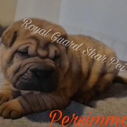 Persimmon - Red fawn female Chinese Shar-Pei puppy in Columbus, Indiana from Royal Guard Shar Pei