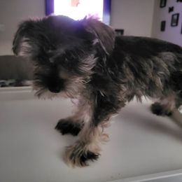Labradoodle, Miniature Schnauzer, and Poodle Puppies from Orange Blossom Kennel