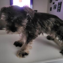 Labradoodle, Miniature Schnauzer, and Poodle Puppies from Orange Blossom Kennel