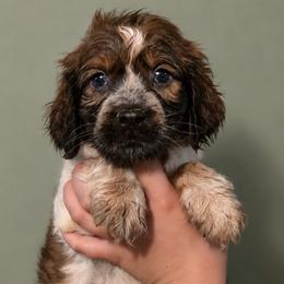 Hendrix - Tri-Roan male English Springer Spaniel puppy in Fort White, Florida from Thunderbird Springers