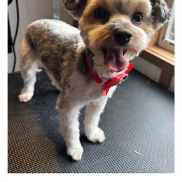 Bebe - Yorkshire Terrier