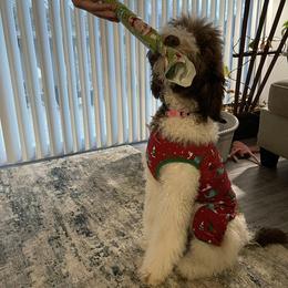 Emma - Poodle