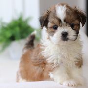 Maltipoo, Shichon, and Shihpoo Puppies from Timbercreek Puppies