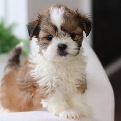 Maltipoo, Shichon, and Shihpoo Puppies from Timbercreek Puppies
