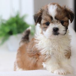 Maltipoo, Shichon, and Shihpoo Puppies from Timbercreek Puppies