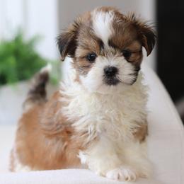 Maltipoo, Shichon, and Shihpoo Puppies from Timbercreek Puppies