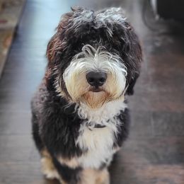 Goose - Bernedoodle