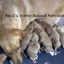 Girl 4 - Yellow female Labrador Retriever puppy in Newport, North Carolina from AKS’s Water Bound Retrievers