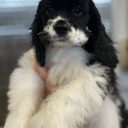 MyMy - Cocker Spaniel
