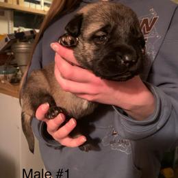 Male 1 - Fawn male Anatolian Shepherd Dog puppy in Daggett, Michigan from T&S Anatolians