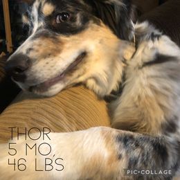 Australian Shepherd All Grown Up from K & R Australian Shepherds