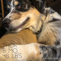 Australian Shepherd All Grown Up from K & R Australian Shepherds