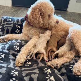 Ellie - Goldendoodle