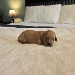 Cedar - Red  male Goldendoodle puppy in Floyd, Virginia from Hearts and Paws Poodles and Doodles