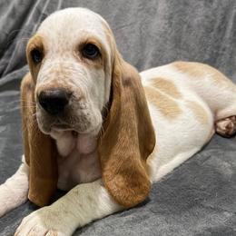 Green collar Male - Red and white male Basset Hound puppy in Columbia, South Carolina from Pawmetto Hounds