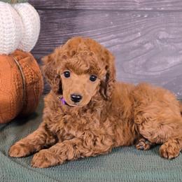 Ruby Gillis - Red  female Poodle puppy in Bauxite, Arkansas from Mountain Ridge Poodles