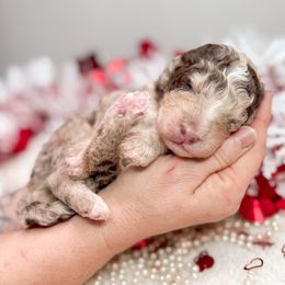 Lightning - Phantom Bernedoodle puppy in Elkin, North Carolina from Poodle and Doodle Haven