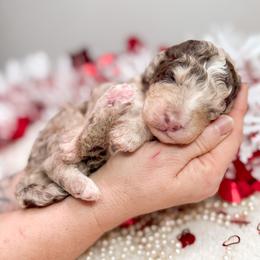 Lightning - Phantom Bernedoodle puppy in Elkin, North Carolina from Poodle and Doodle Haven