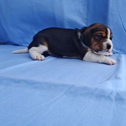 Fred - Black tan and white male Beagle puppy in Palmyra, Nebraska from Nebraska K9's